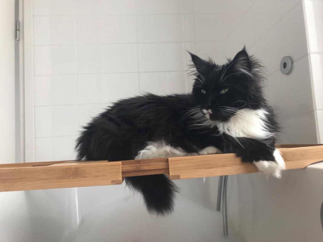 Mowgli