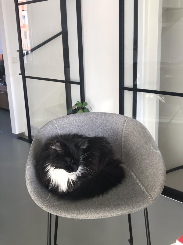 Mowgli