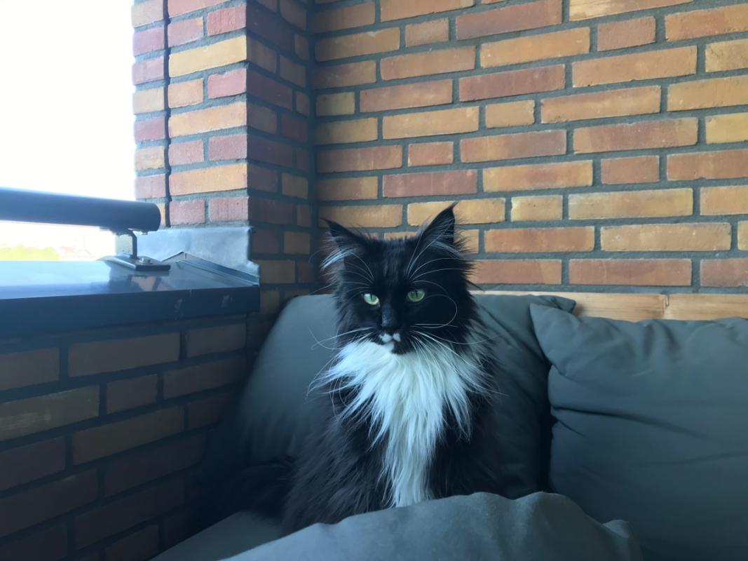 Mowgli