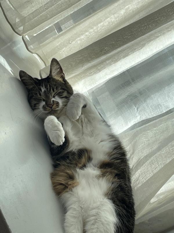 Mila