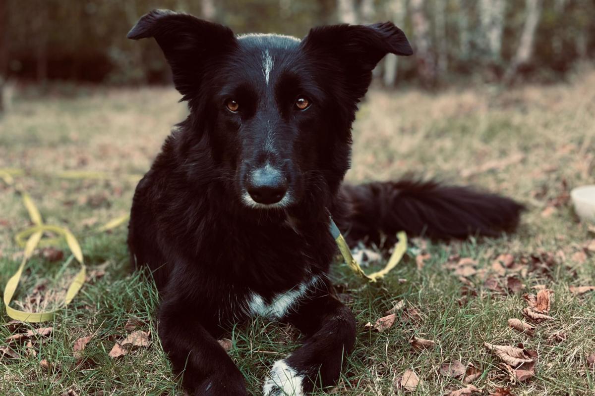 Pip