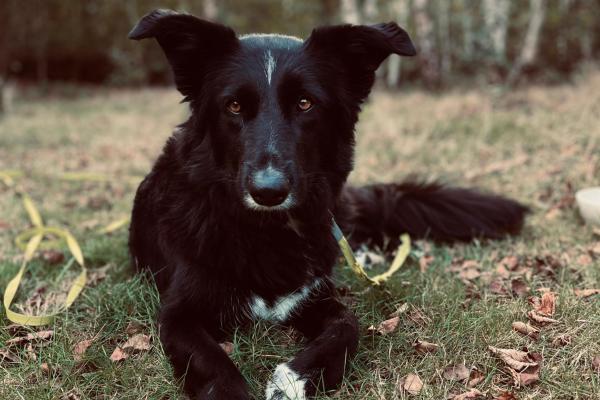 Pip