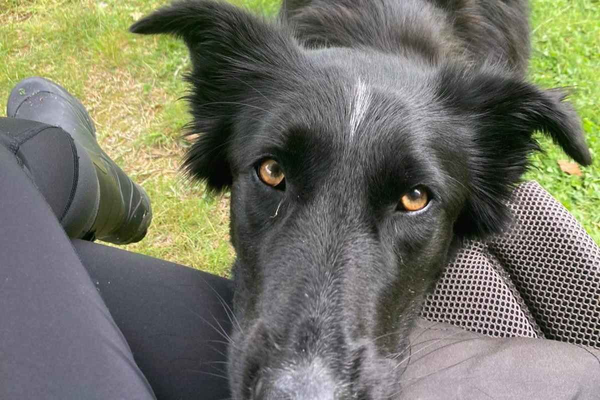 Pip