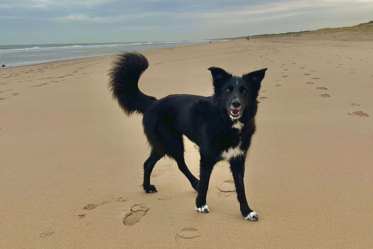 Pip