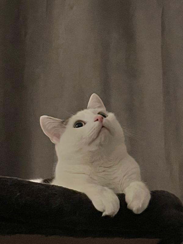 Duke