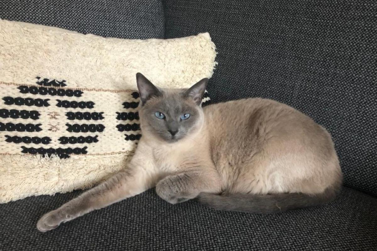 Guusje
