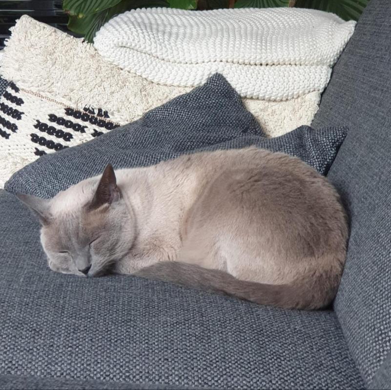 Guusje