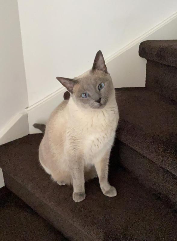 Guusje