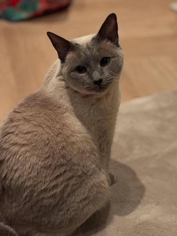 Guusje