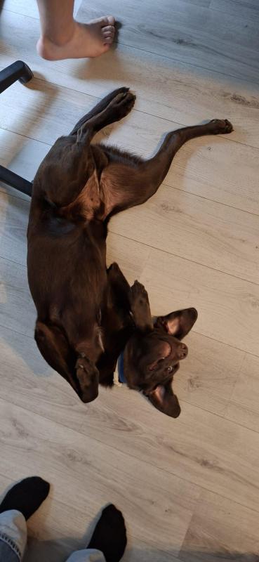 Otis