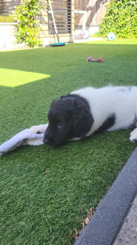 Oreo