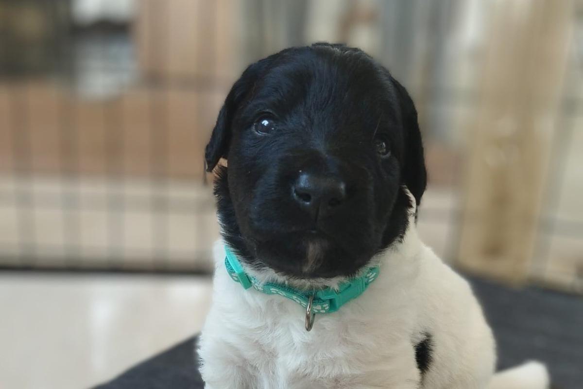 Oreo