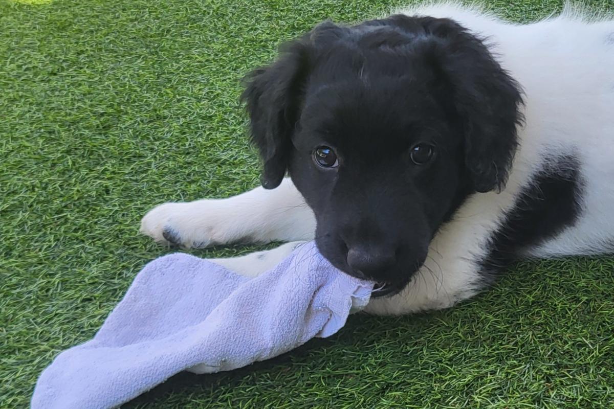 Oreo