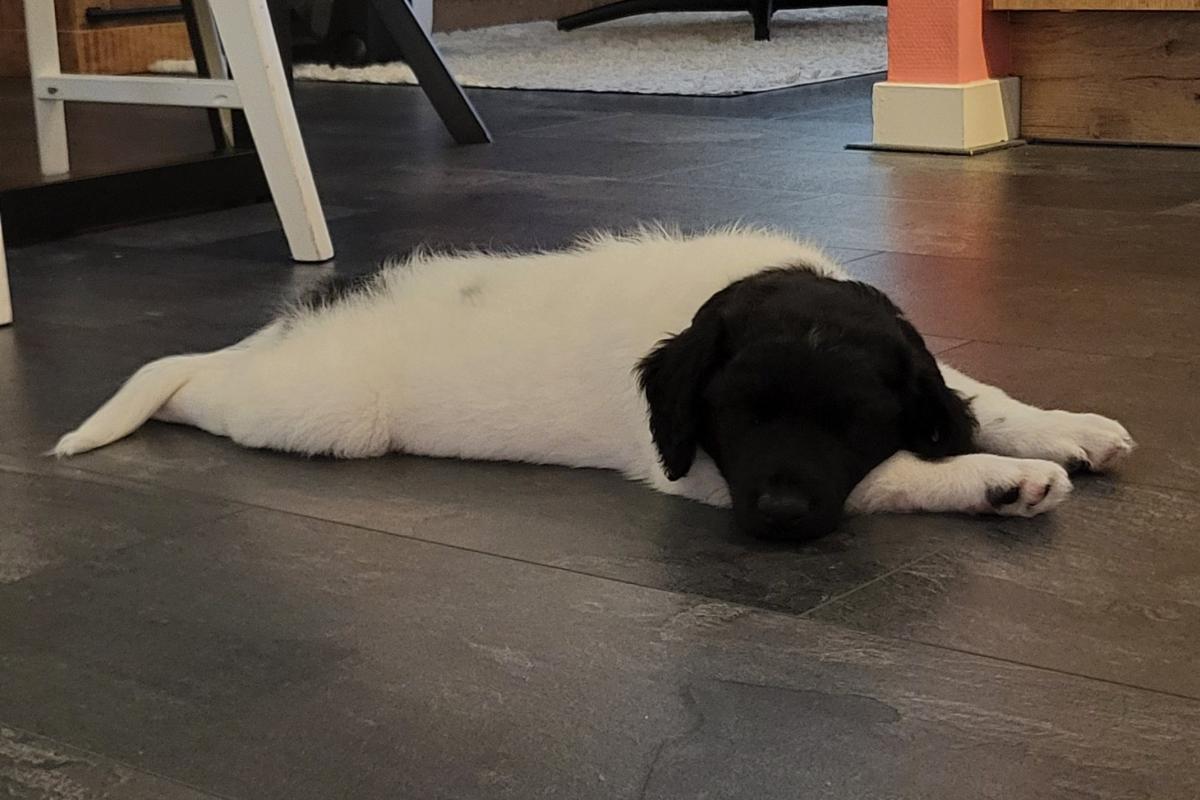 Oreo