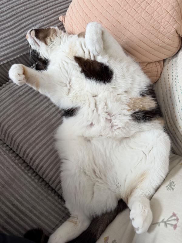 Gigi