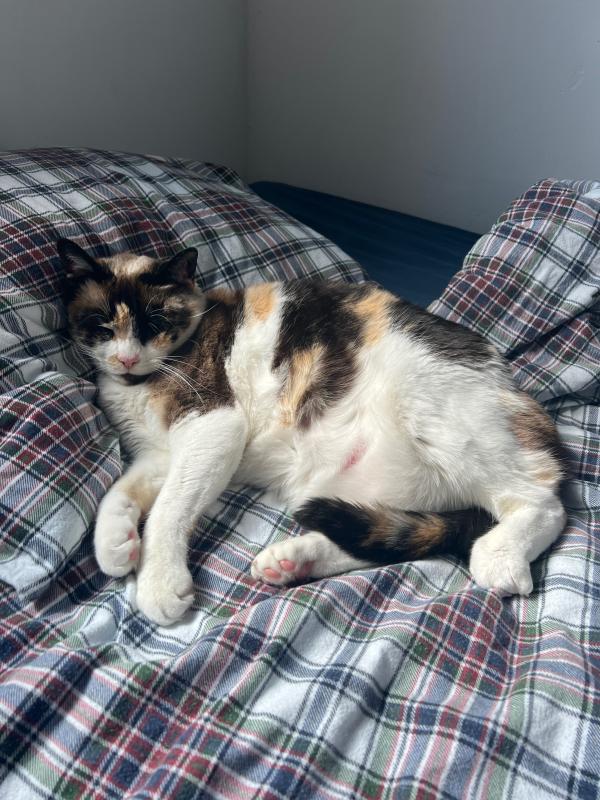 Gigi