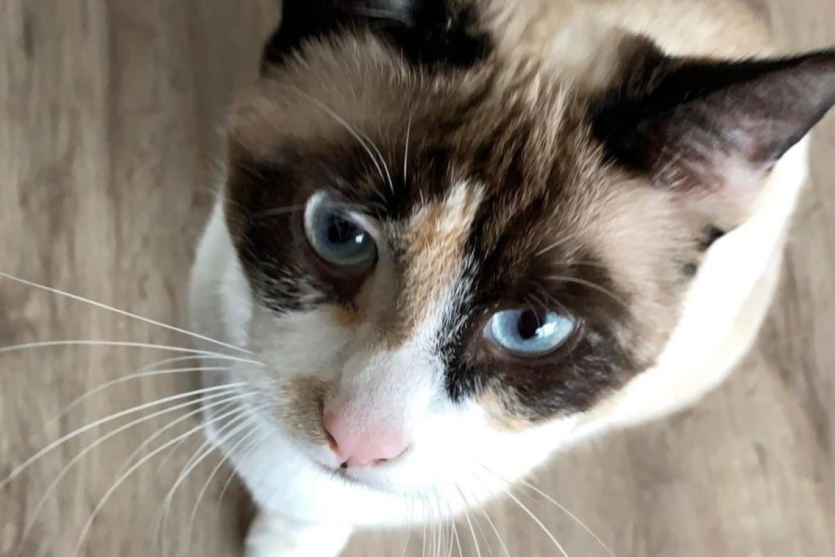 Gigi