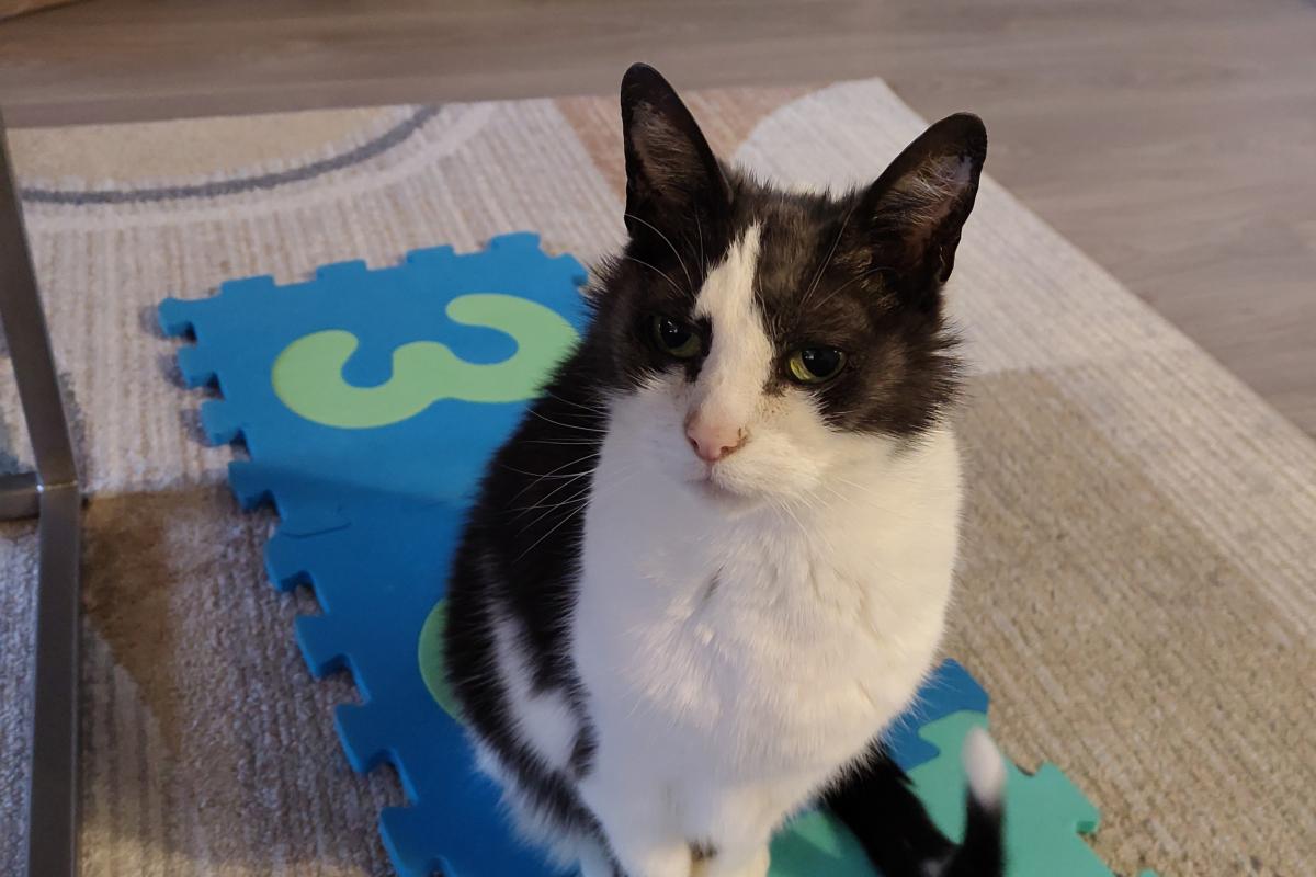 Muis