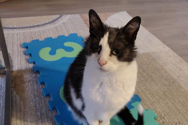 Muis