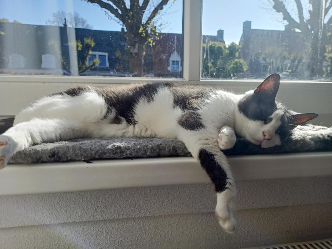 Muis