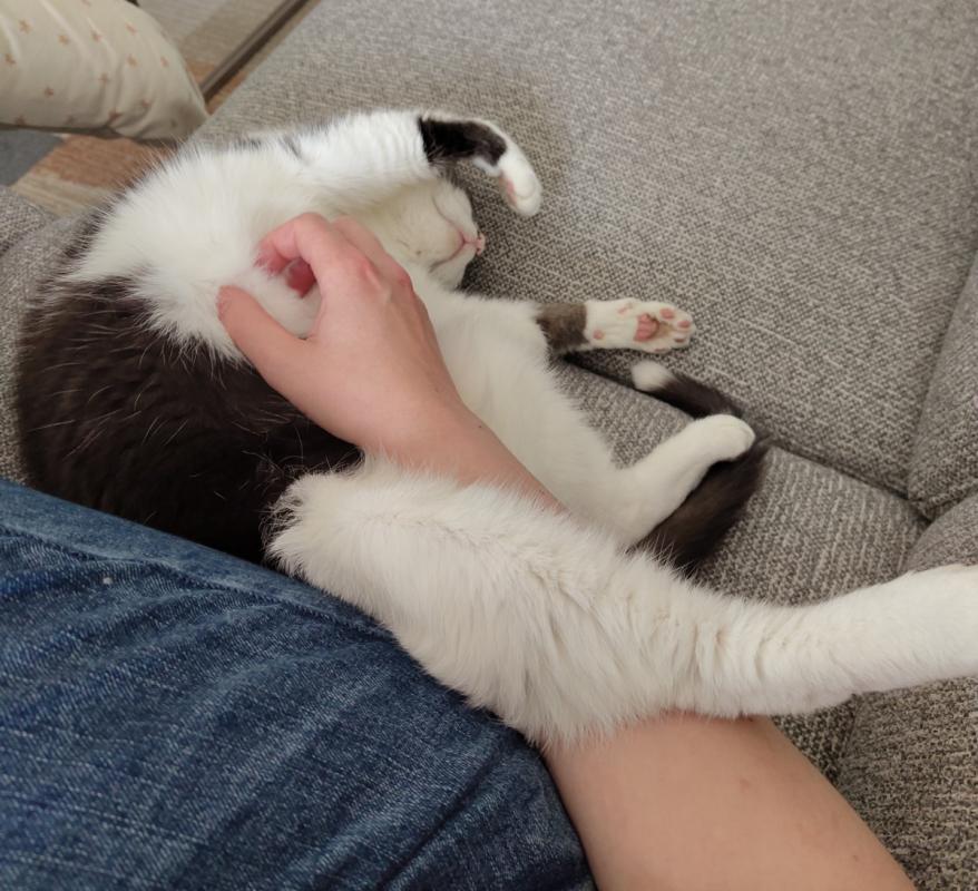 Muis