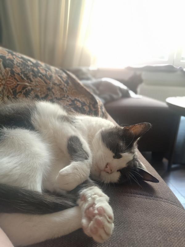 Muis