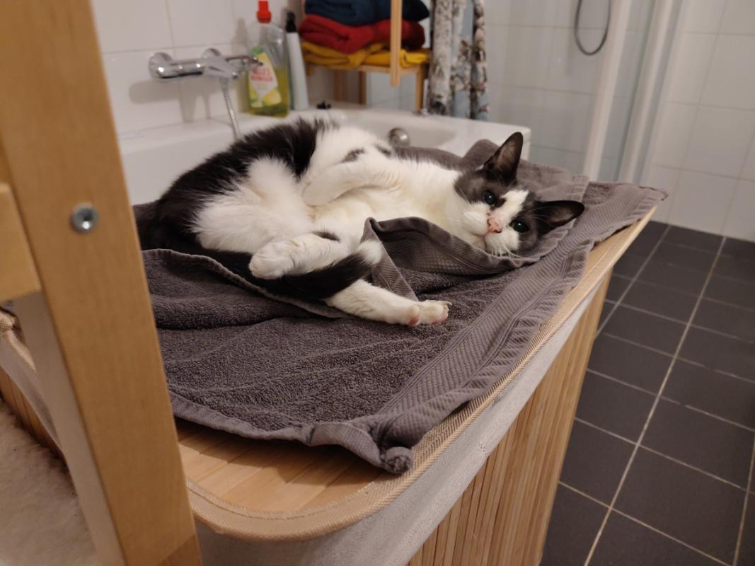 Muis