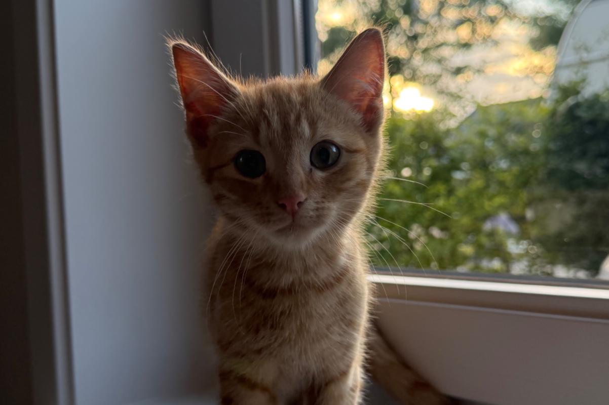Suki