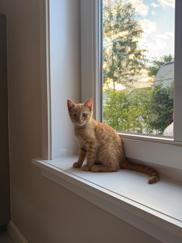 Suki