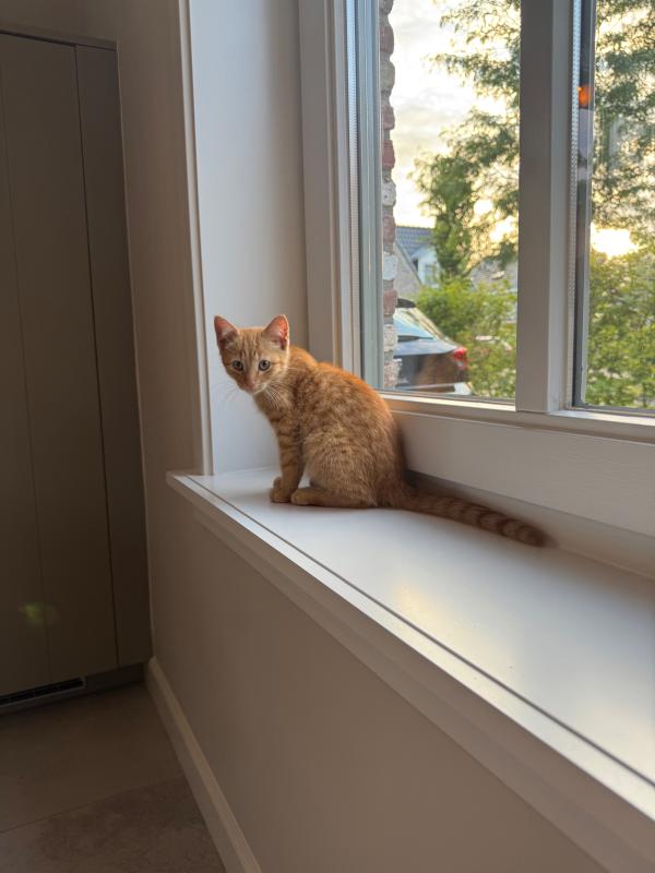Suki