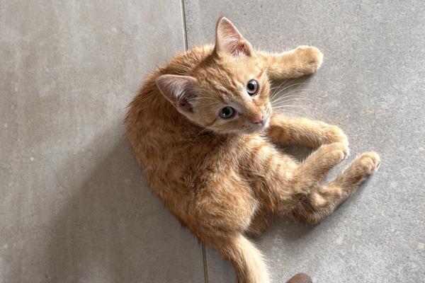 Suki