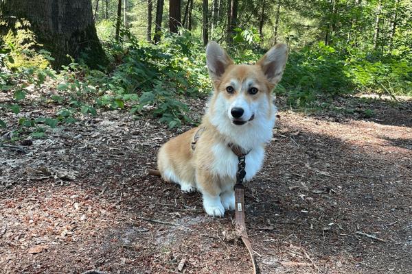 Cheddar
