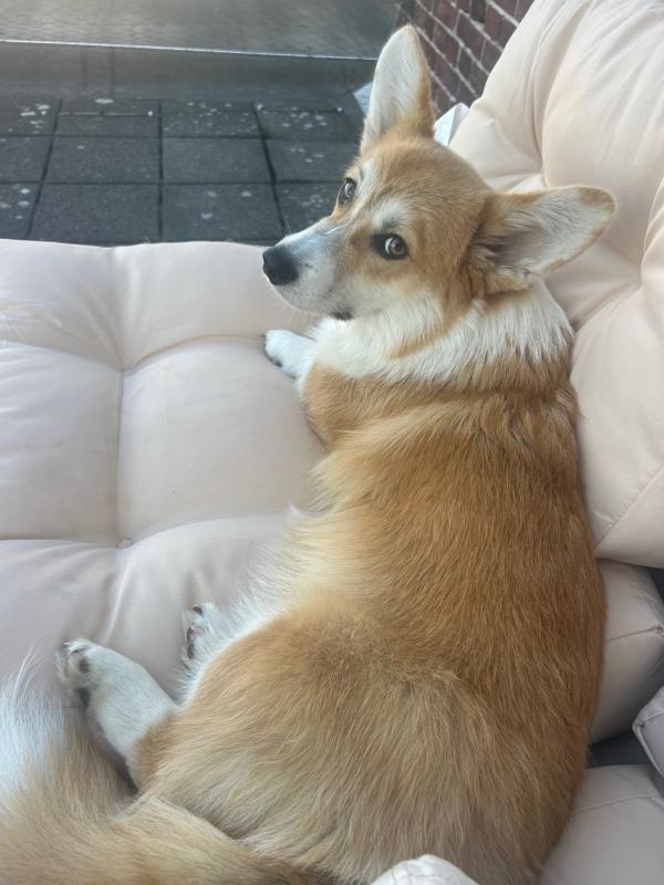 Cheddar