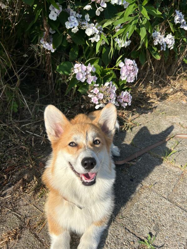 Cheddar