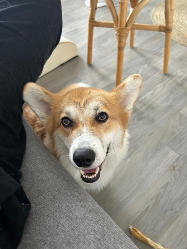 Cheddar