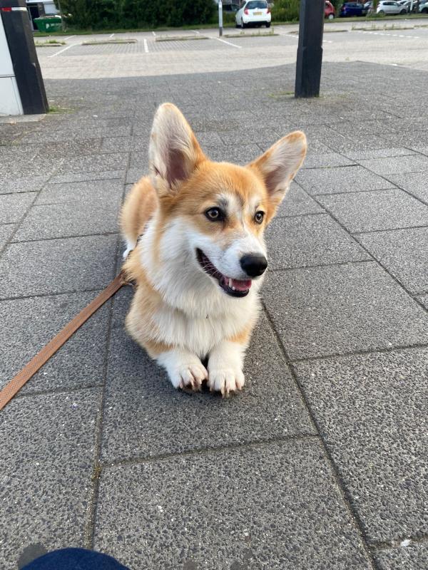 Cheddar