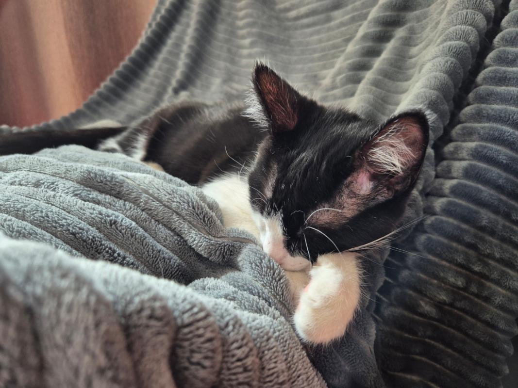 Miso