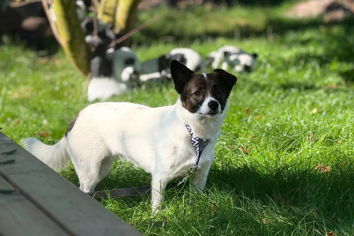 Bella