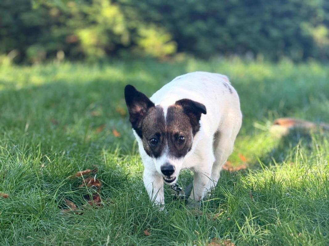 Bella