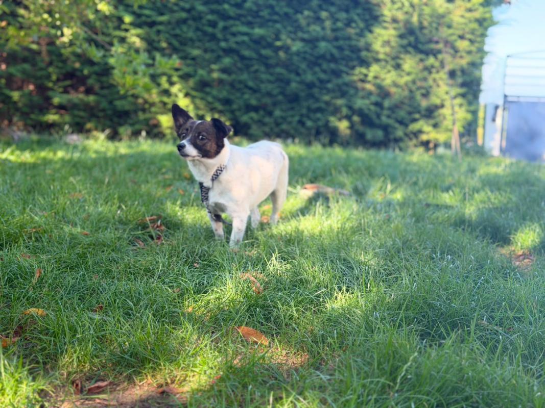 Bella