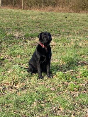 Cooper