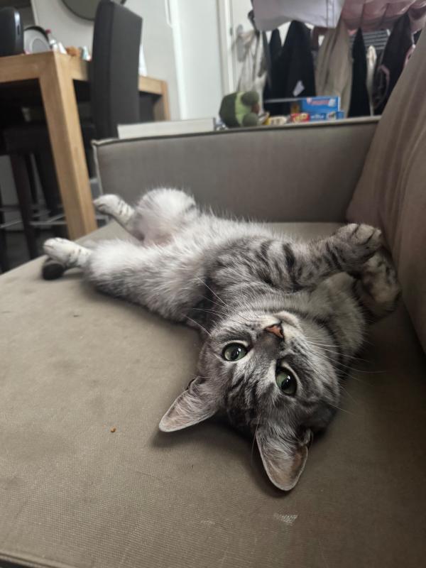 Fien