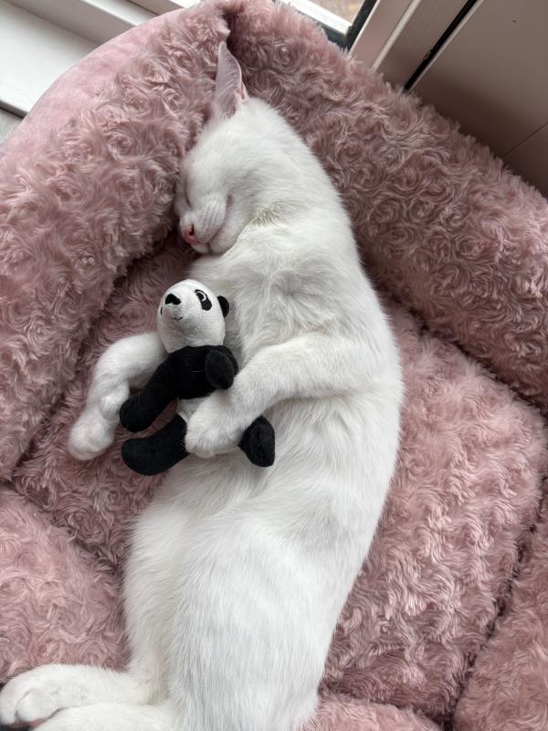 Leo
