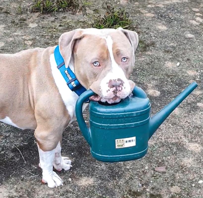 Dozer