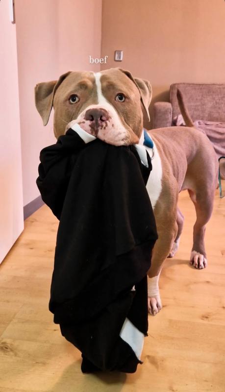 Dozer