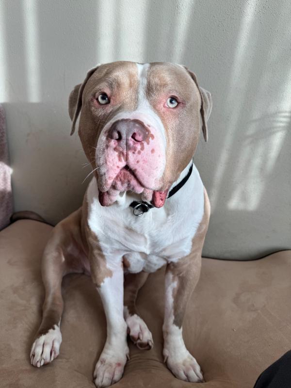 Dozer