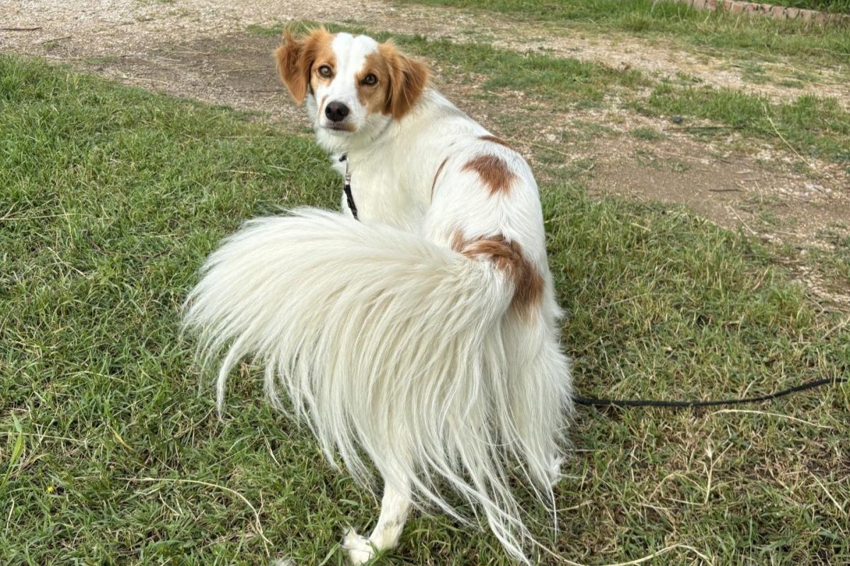 Sammy