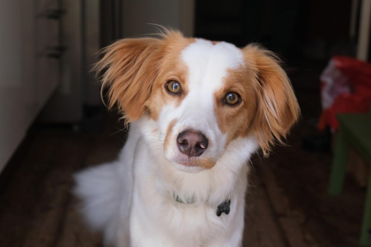 Sammy