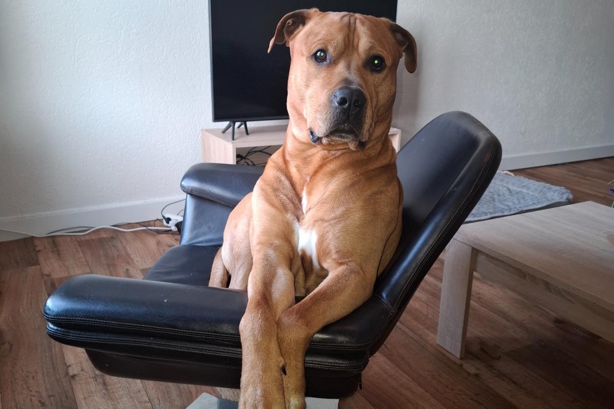 Pablo