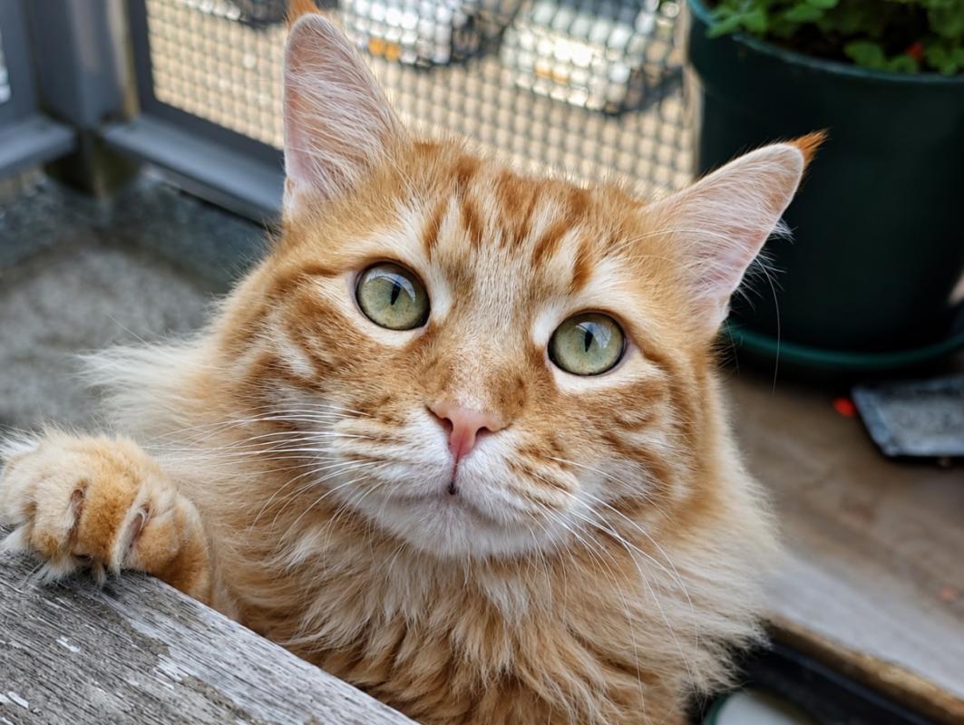 Karel